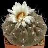 Gymnocalycium_stellatum_2